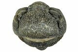Long, Curled Morocops Trilobite - Morocco #323505-1